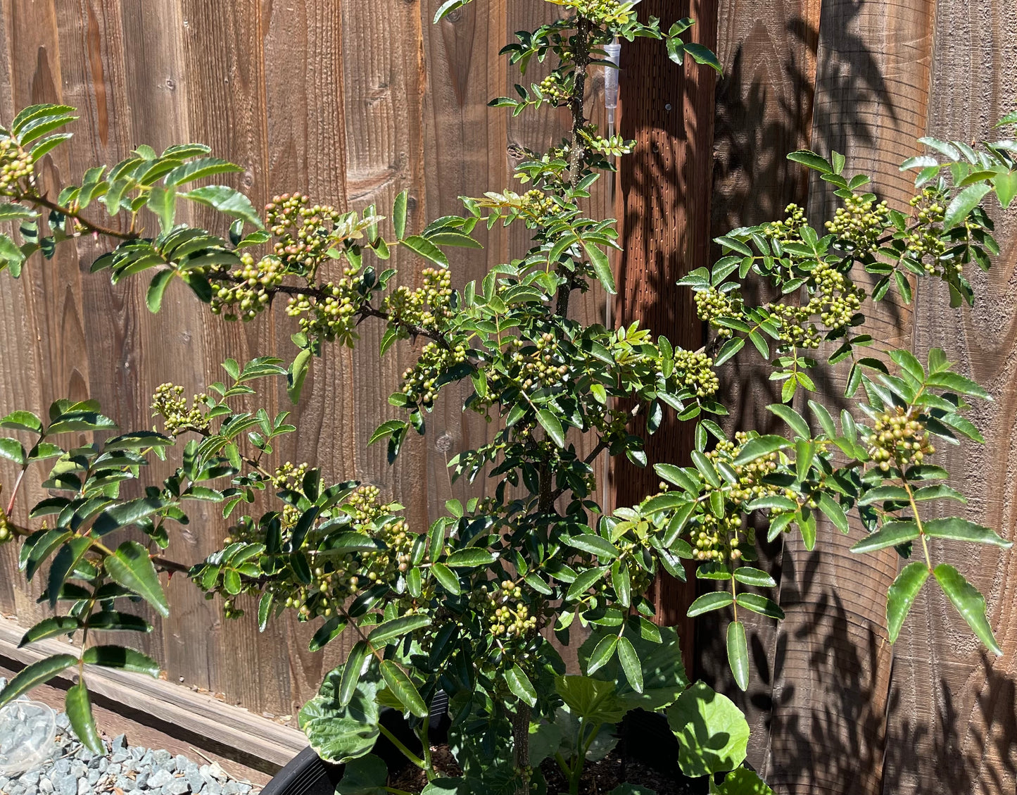Sichuan pepper tree- seedlings