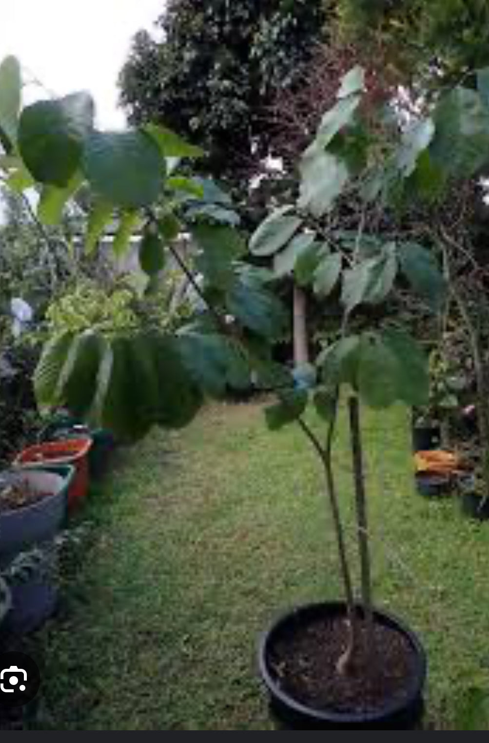 Cherimoya Tree